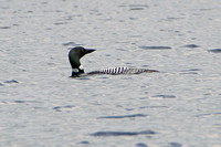 The loon