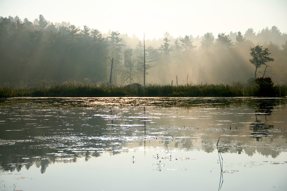 Early Morning Light