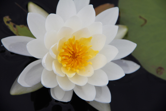 Water Lily I