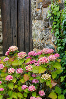 Farm Hydrangeas