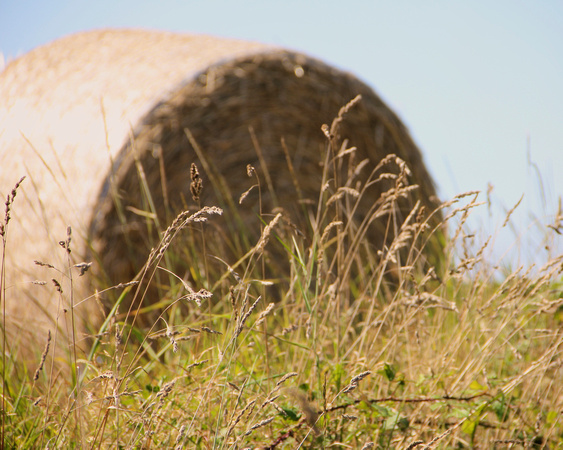 Haybale III